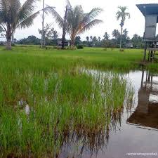 Di bahagian atas, terdapat sebuah dek untuk anda berehat. Pemandangan Di Kampung Sawah Padi Berita Viral