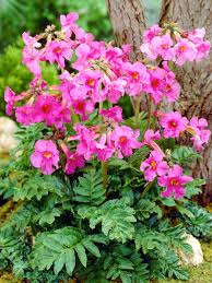 Image result for Sorindeia winkleri