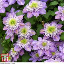 Flowering comes in two waves: Clematis Crystal Fountain Plants Thompson Morgan