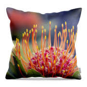 Image result for Protea micans