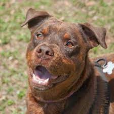 red rottweiler red rottweiler rottweiler rottweiler puppies