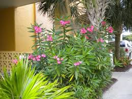 We take extraordinary pride in our work and go above and beyond expectations to distinguish ourselves from others. Flowers Picture Of Shore Crest Vacation Villas North Myrtle Beach Tripadvisor