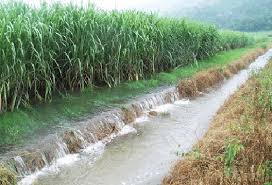 Environmental Impact of Sugar | Green Groundswell