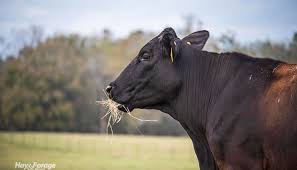 Image result for Tetany