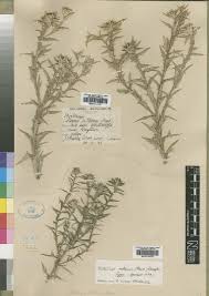 Image result for Berkheya zeyheri