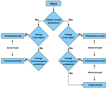 Heterotroph Wikipedia