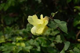 Image result for Azanza lampas