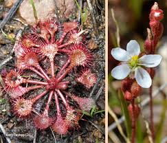 Image result for Drosera burkeana