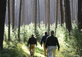 Accurate measurements are essential to many dishes you make, and this helpful tool. Saving The Ancient Hemlocks Of Cook Forest Is New Documentary S Goal Pittsburgh Post Gazette