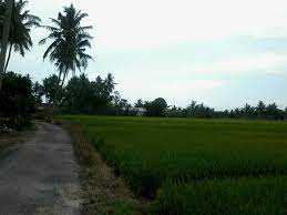 Gambar sawah padi di kampung. 28 Gambar Sawah Padi Di Kampung Pemandangan Top Banget