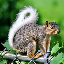 Black And White Squirrel Like Animal A Little White Tailed Squirrel Cute Animals Cute Squirrel Super Cute Animals