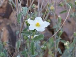 Image result for Sida ovata