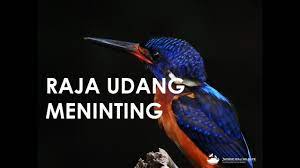 Need to translate burung raja udang from malay? Kehidupan Burung Raja Udang Meninting Alcedo Meninting Youtube