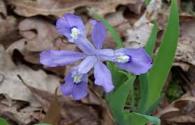 Image result for Aeschynomene cristata