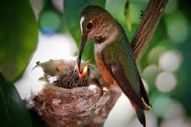 Hummingbirds are always looking around for food sources, and they're good at finding them, but you'll have more luck attracting hummingbirds if you put feeders in a place where it's easy to spot. Spring Photos Hummingbird Hummingbird Feed Baby Hummingbirds
