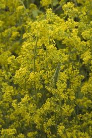 Image result for Galium verum