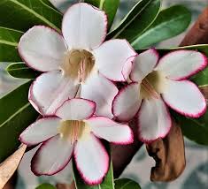 Image result for Hermbstaedtia fleckii