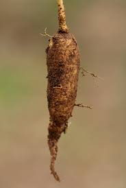 Image result for Talinum crispatulum