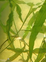 Image result for Potamogeton schweinfurthii