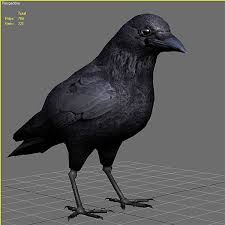Crow Max Crow 3d Model Model
