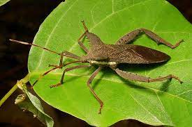 Leaf Footed Bug Prionolomia Gigas Coreidae Leaf Footed Bug Bugs Insects
