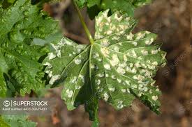 Image result for Colomerus vitis