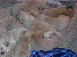 Golden retriever puppy for sale in austin, tx, usa. Akc Golden Retriever Pups For Sale In Copperas Cove Texas Classified Americanlisted Com
