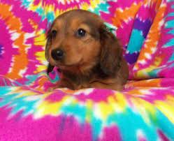 Wiener dog by ernest papay mayders dachshunds | nazareth, pa 18064 Dachshund Puppy For Sale In Honey Brook Pa Adn 66722 On Puppyfinder Com Gender Female Age 8 We Dachshund Puppies For Sale Puppies For Sale Dachshund Puppy