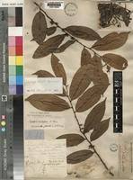 Image result for Xylopia acutiflora