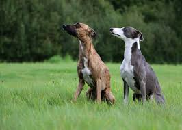 Available in a range of colours and styles for men, women, and everyone. Dog Breeds Gaining The Most Popularity Stacker