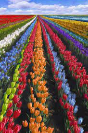 Receive a photo of your bouquet. Holland Paul Smith Field 2007 Beautiful Nature Nature Photography Beautiful Gardens