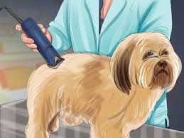 On the body, the hair is shortened, on the muzzle, it remains long, but rounded. How To Puppy Cut A Shih Tzu 11 Steps With Pictures Wikihow