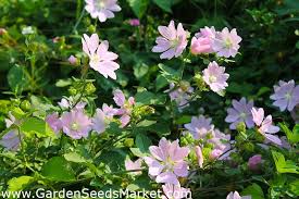I norge var det munkene som først begynte å dyrke den i middelalderen. Moskuskattost 90 Fro Malva Moschata Garden Seeds Market Gratis Frakt