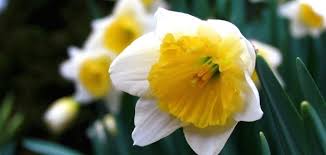 أنواع زهرة النرجس وتصنيفها وكيفية زراعتها والعناية بها مجلتك