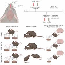 Frontiers | Puberty is a Critical Period for Vomeronasal Organ Mediation of  Socio-sexual Behavior in Mice