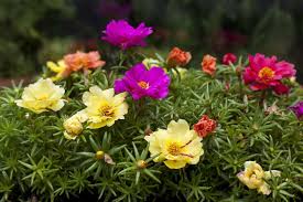 Image result for Portulaca