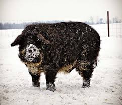 1 source for hot moms, cougars, grannies, gilf, milfs and more. Rase De Porci