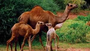 15 popular sites like camelcamelcamel. Camel Description Humps Food Types Adaptations Facts Britannica