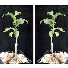 Image result for Commiphora pteleifolia