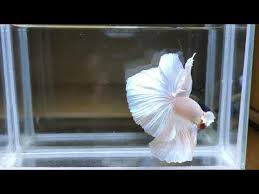 The fish sometimes appear pinkish in color because the fish's flesh can be seen through the. Have Video Betta Fish White Opal Over Halfmoon Ohm Male Ebay