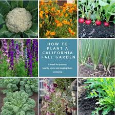 If your average frost date hits in mid to end of september, you're doing most of your planting in july. How To Plant A California Fall Garden California Grown