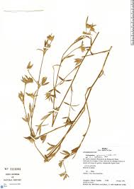 Image result for Stylosanthes guianensis