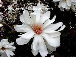 Magnolia Loebneri Ballerina Picture And Description Of Magnolia Loebneri Ballerina Small Flowered Tree Li Small Flowers Ballerina Picture Colorful Flowers