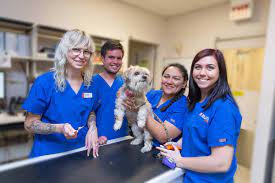 Specialize in vets near me, stranded animal and sick animal. Veterinary Services Chicago Il Medical District Veterinary Clinic