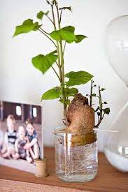 How To Grow Sweet Potato Vine Indoors Como Plantar Batata Jardim Aquatico Indoor Regar As Plantas
