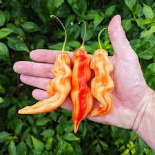 Image result for Capsicum baccatum