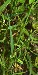 Image result for Digitaria longiflora