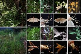 Image result for Habenaria epipactidea