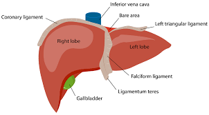 2 article feature images from this case 1 public playlist include this case Https Physeo S3 Amazonaws Com Textbooks Anatomy Gastro Gastro Section I Mesentery And Peritoneum Pdf