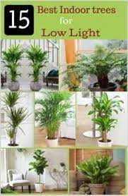 However, quite a few can survive in low light conditions so before you get skylights installed or replace all your real plants with fake ones, maybe reconsider your choice of. Plants Indoor Water Low Lights 53 Ideas Low Light House Plants Indoor Tree Plants Low Light Indoor Trees